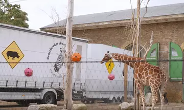 Reticulated Giraffe Nuru greets her half-brother Wilfred