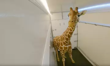 Reticulated Giraffe Wilfred in transit