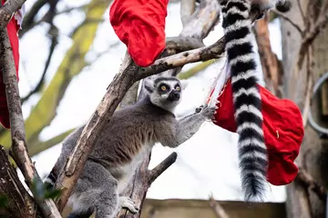 Lemur enjoying Christmas dinner at London Zoo