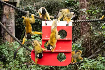 Squirrel monkeys enjoying a Christmas dinner at London Zoo