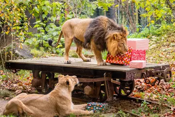 Asiatic lions at London Zoo at Christmas 