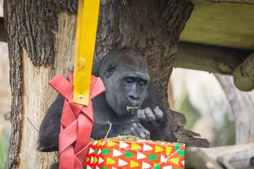 Gorilla enjoying Christmas dinner at London Zoo 