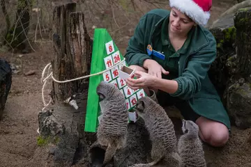 Keeper and meerkats Christmas dinner at London Zoo