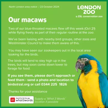 London Zoo Macaws
