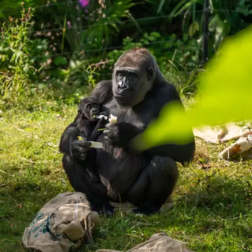  Mjukuu gorilla at London Zoo with baby gorilla Juno