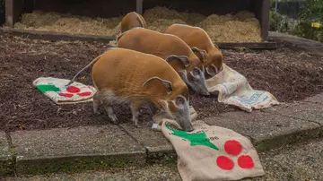 Red River Hogs Christmas Treat