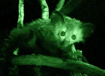 Sally the aye-aye at London Zoo