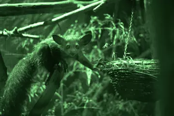 Winne the aye-aye