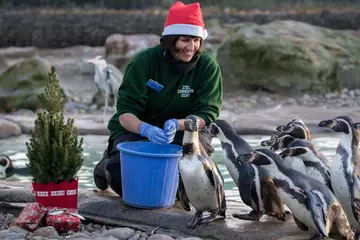 Penguins Christmas dinner at London Zoo