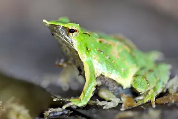 Darwin's frog