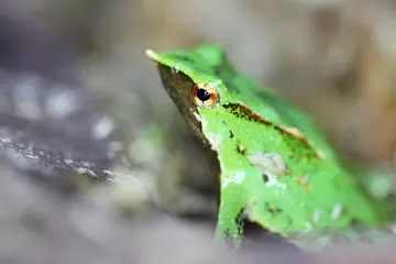 Darwin's frog