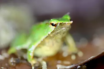 Darwin's frog