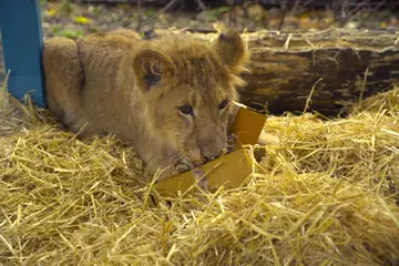 Lion cub smells Christmas present