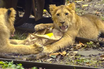 Lion cubs open Christmas present