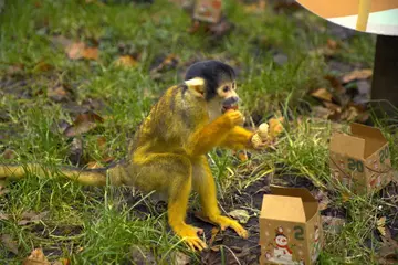 Squirrel monkey opens present