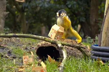 Squirrel monkey opens present