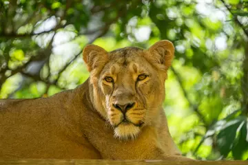 Lioness Arya at London Zoo