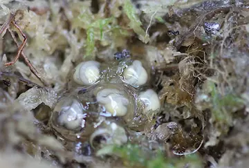 Darwin's frog eggs