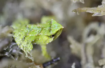 Darwin's frog metamorph