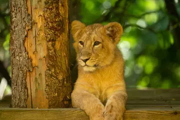 Lion cub at London Zoo