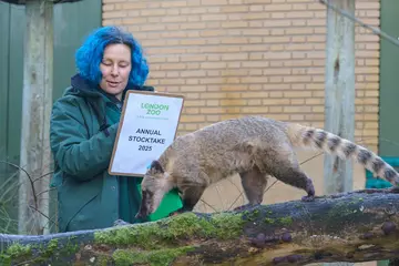 Coati London Zoo stocktake