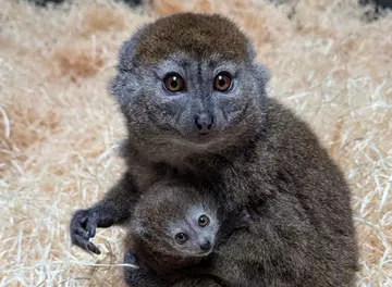 Alaotran gentle lemur mother Hazo and her  baby