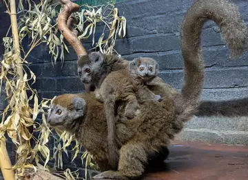 Alaotran gentle lemur mother Hazo, father Rocky and their baby