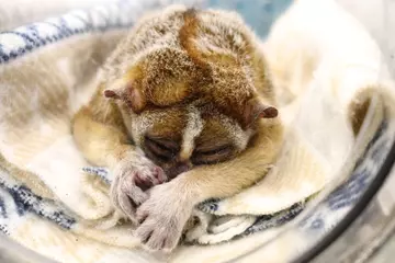 Ernest the pygmy slow loris recovers from general anaesthesia 