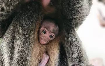 Fia the baby White-faced saki monkey, with mother Kaituma