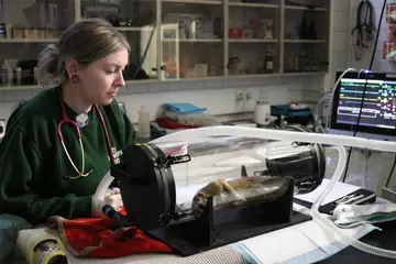 London Zoo adminsters general anesthesia to Ernest the pygmy slow loris 