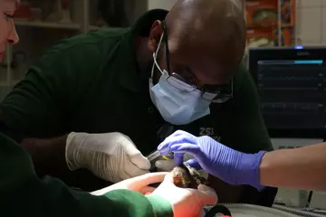 London Zoo vet Stefan Saverimuttu operates on Ernest the pygmy slow loris 