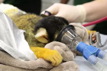 Nuka the black-capped squirrel monkey, under general aneasthesia