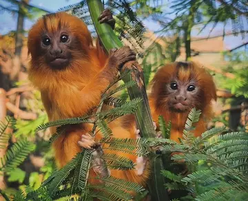 Pomelo (male, left) and Clementine (female, right) the golden lion tamarin twins