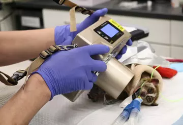 Vets perform dental x-rays on Ernest the pygmy slow loris