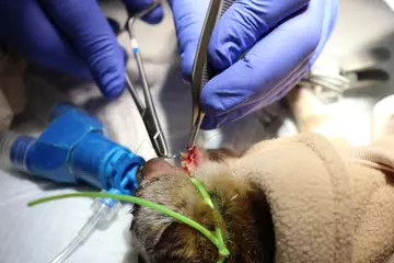 Vets sew tiny stitches to close the gums of Ernest the pygmy slow loris, after a broken tooth fragment is removed