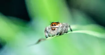 A jumping spider