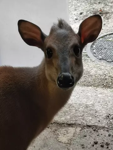 close up of a duiker