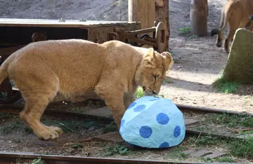 Asiatic lion explores Easter egg