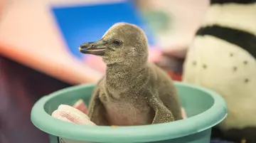 A penguin chick at London Zoo