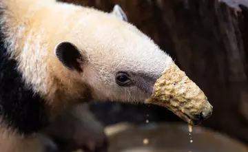 A tamandua with termant on its nose