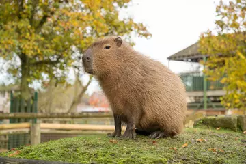 A capybara sitting in grass with trees in the background