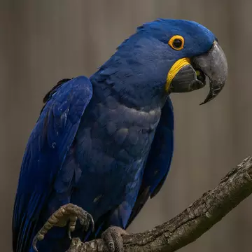 Hyacinth macaw