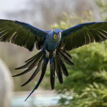 Hyacinth macaw flying
