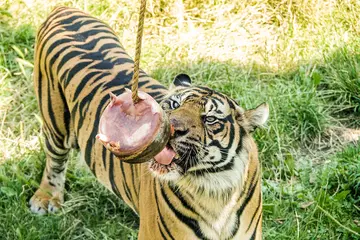 Sumatran tiger Asim with a blood ice lolly
