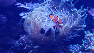 Two clownfish hiding in the tentacles of an anemone