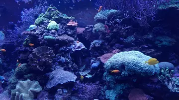 a large aquarium tank filled with coral and fish
