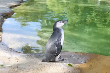 A penguin chick standing on the edge of the pool