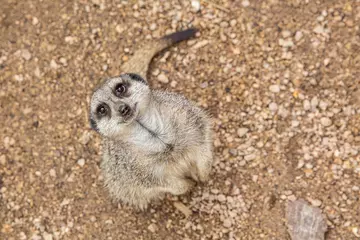A meerkat looking up at the camera 