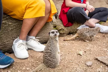 A meerkat sitting down next to a visitor's feet wearing white trainers