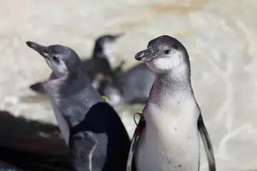 A penguin chick on penguin beach